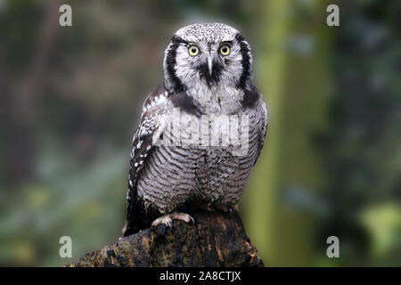Maschio Falco settentrionale Civetta (surnia ulula) Foto Stock