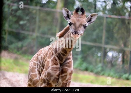 Giraffa femmina di vitello, di Kira (Giraffa camelopardalis rothschildi) Foto Stock