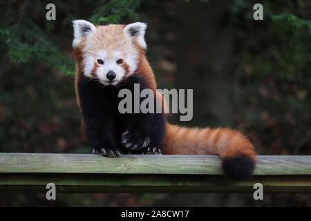 Femmina di panda rosso, Yasmin (Ailurus fulgens) Foto Stock