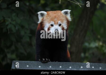 Maschio di panda rosso, Gawa (Ailurus fulgens) Foto Stock