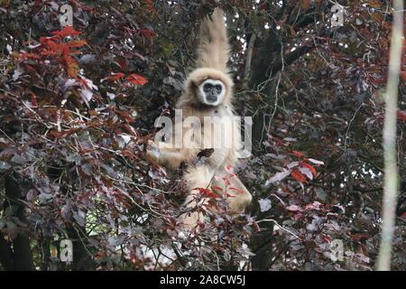 Femmina Gibbon Lar, Penny (Hylobates lar) Foto Stock