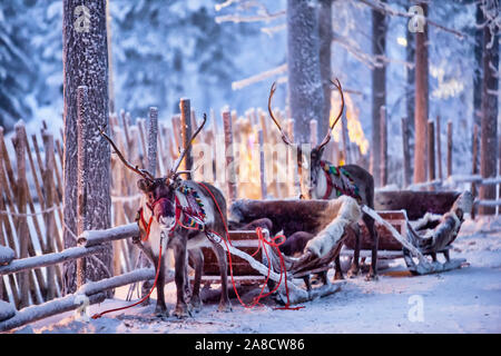 La renna nel cavo in un bellissimo inverno favoloso bosco Foto Stock