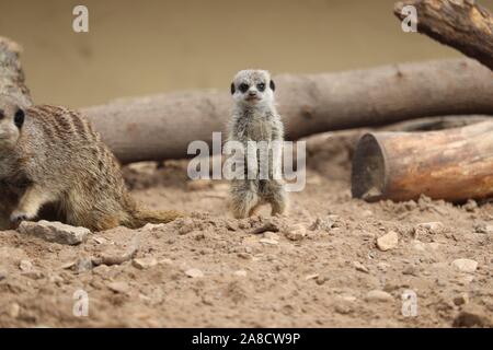 Baby Meerkat (Suricata suricatta) Foto Stock