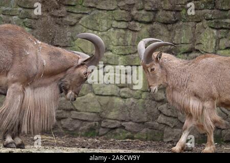 2 maschio Mufloni (Ammotragus lervia) Foto Stock