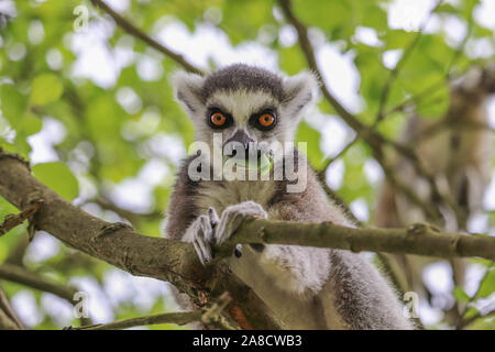 Maschio lemure Ring-Tailed (Lemur catta) Foto Stock