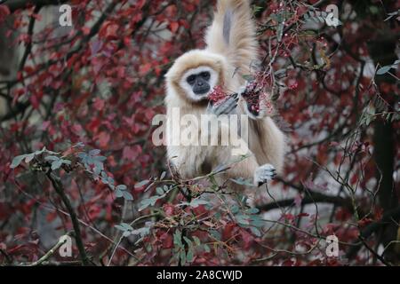 Femmina Gibbon Lar, Meo (Hylobates lar) Foto Stock