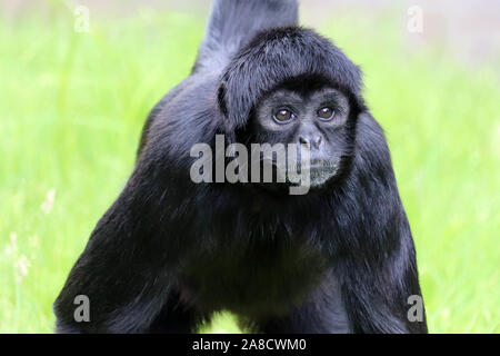 Colombiano maschio Spider Monkey, Chester (Ateles fusciceps rufiventris) Foto Stock