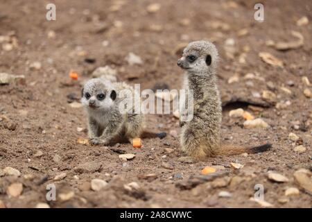 Baby Meerkat (Suricata suricatta) Foto Stock