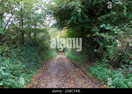 Via coperta di foglie Foto Stock