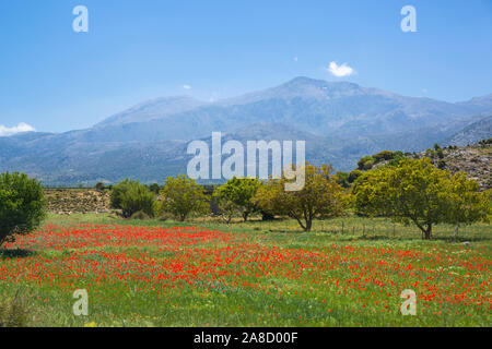 Tzermiado, Lassithi, Creta, Grecia. Vista del Monte Dikti su tutto il campo di papaveri selvatici sull'altopiano di Lasithi. Foto Stock