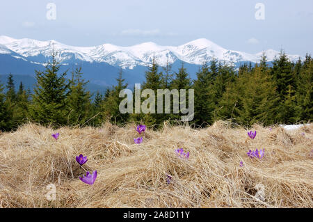 Paesaggio di primavera in montagna con il primo fiore di crochi. L'Ucraina, le montagne dei Carpazi Foto Stock