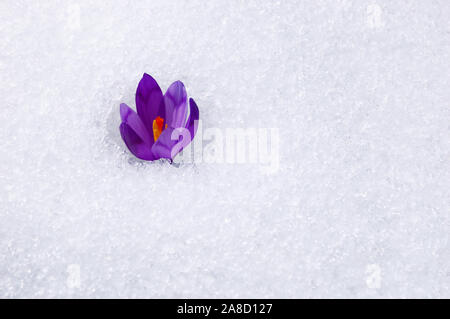 I primi fiori - crochi. Fiore, non appena la neve scende. Foto Stock