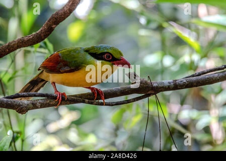 Un bellissimo uccello ronzio nella giungla Foto Stock