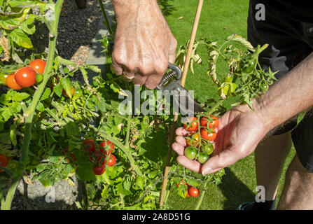 Primo piano di uomo persona che raccoglie Gardeners deliziare rosso pomodori maturi piante pianta in estate Inghilterra Regno Unito GB Gran Bretagna Foto Stock