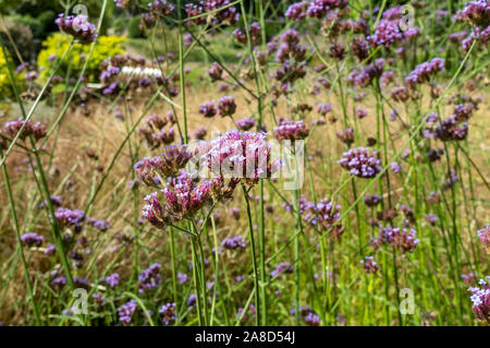 Verbena bonariensis fiori viola fioriti in confine erbaceo in un giardino cottage estivo Inghilterra Regno Unito GB Gran Bretagna Foto Stock