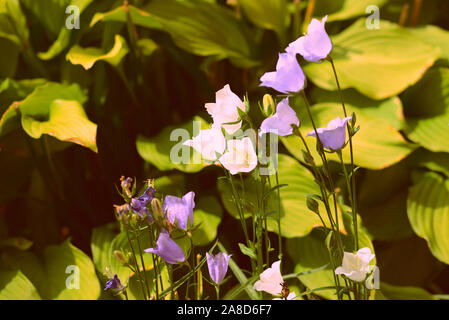 Bluebell delicati fiori in una giornata di sole nel giardino estivo di close-up Foto Stock
