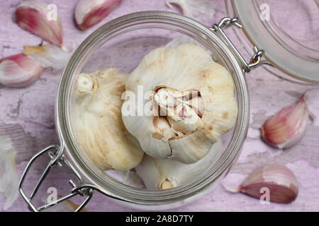 Allium sativum. Lampadine e chiodi di garofano di 'Lautrec Wight' aglio. Regno Unito Foto Stock