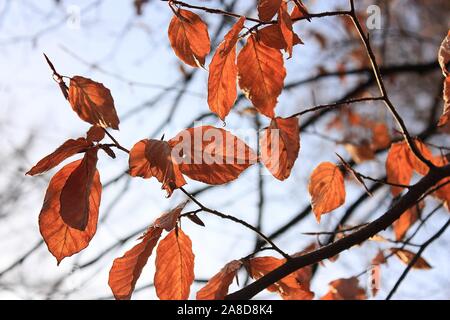 Close-up di rosso bruno faggio le foglie in autunno Foto Stock