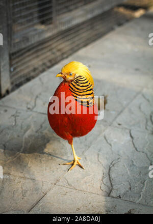 Golden Pheasant con corona giallo e rosso il petto, il giallo e il nero giù, in piedi su un pavimento di pietra Foto Stock