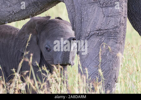 Close up di un vitello di elefante sotto la madre di stomaco Foto Stock