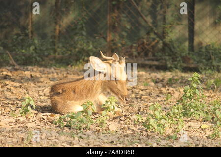 Un cervo seduto in silenzio nel giardino zoologico. Foto Stock