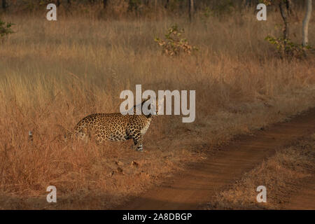 Comune di Leopard (panthera pardus fusca) in panna riserva della tigre in India Foto Stock