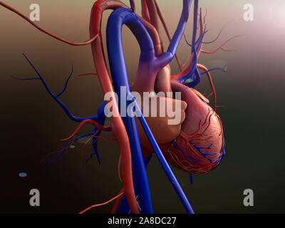 Modello di cuore, completa il percorso di clipping incluso, cuore umano per studio medico, cuore umano anatomia Foto Stock