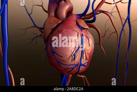 Modello di cuore, completa il percorso di clipping incluso, cuore umano per studio medico, cuore umano anatomia Foto Stock