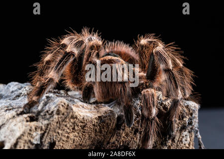 Il brasiliano Whiteknee Tarantola, Acanthoscurria geniculata, su un pezzo di corteccia di sughero Foto Stock