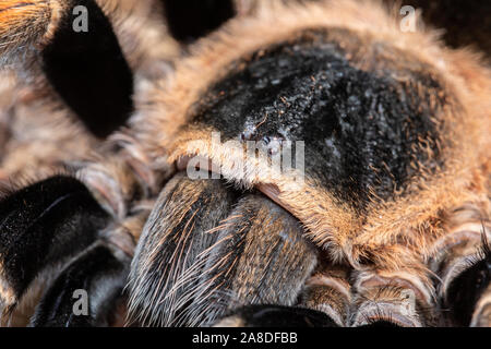 Rossa messicana Tarantula del ginocchio, Brachypelma hamorii, su un pezzo di corteccia di sughero Foto Stock