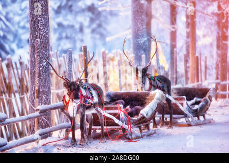 La renna nel cavo in un bellissimo inverno favoloso bosco Foto Stock