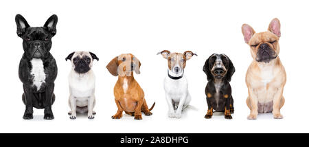 Perso e senzatetto fila di cani per adozione con isolati su sfondo bianco, non comprare adottare Foto Stock