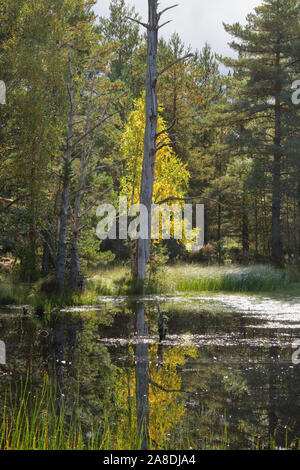 Vista del Loch Garten dragonfly bog piscina, Abernethy Riserva Naturale Nazionale, Cairngorms National Park, Highlands Scozzesi. Foto Stock