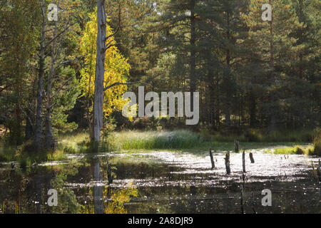 Vista del Loch Garten dragonfly bog piscina, Abernethy Riserva Naturale Nazionale, Cairngorms National Park, Highlands Scozzesi. Foto Stock