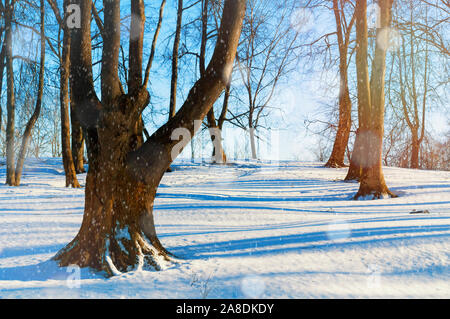 In inverno il paesaggio sunrise - alberi forestali e cumuli di neve bianca in primo piano. Colorata foresta invernale nella luce di sunrise Foto Stock