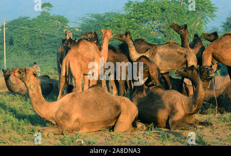 Cammelli in Pushkar fiera del bestiame in Rajasthan. L'annuale Fiera del bestiame è detto di essere una delle più grandi fiere del cammello nel mondo. Foto/Sumit Saraswat Foto Stock