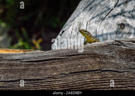 Vista la politica europea comune di lucertola ( Zootoca vivipara ) sorge su un pezzo essiccato di legno su una luminosa giornata di sole, Alpi Svizzere. Foto Stock
