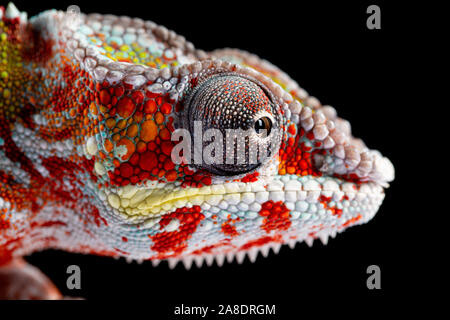 Panter camaleonte, furcifer pardalis, fotografata su uno sfondo semplice Foto Stock