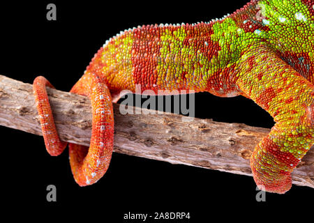 Panter camaleonte, furcifer pardalis, fotografata su uno sfondo semplice Foto Stock