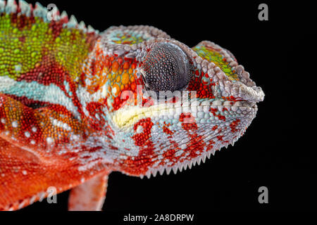 Panter camaleonte, furcifer pardalis, fotografata su uno sfondo semplice Foto Stock