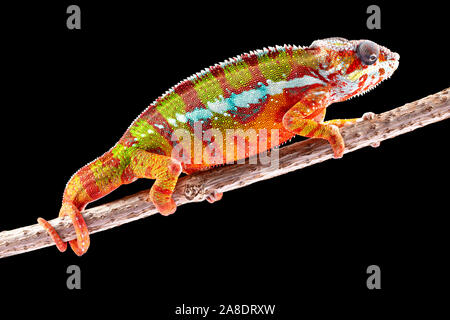 Panter camaleonte, furcifer pardalis, fotografata su uno sfondo semplice Foto Stock