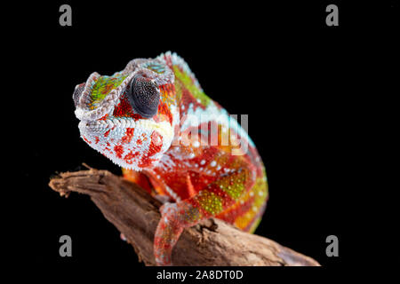 Panter camaleonte, furcifer pardalis, fotografata su uno sfondo semplice Foto Stock