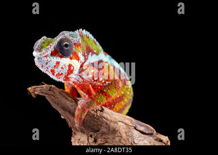 Panter camaleonte, furcifer pardalis, fotografata su uno sfondo semplice Foto Stock