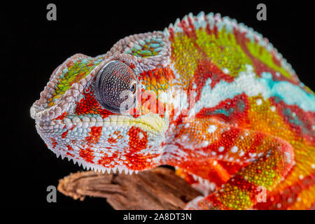 Panter camaleonte, furcifer pardalis, fotografata su uno sfondo semplice Foto Stock