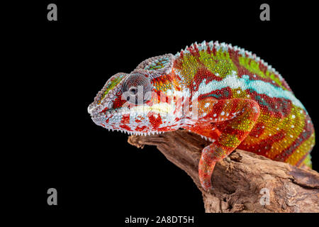 Panter camaleonte, furcifer pardalis, fotografata su uno sfondo semplice Foto Stock