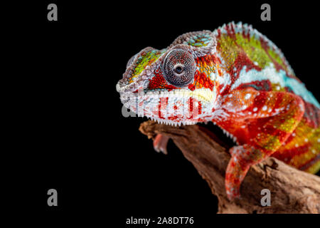 Panter camaleonte, furcifer pardalis, fotografata su uno sfondo semplice Foto Stock