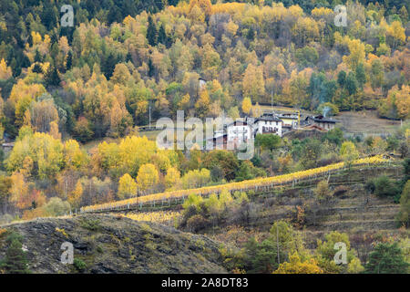 Valsavaranche Valle d'Aosta Valle d'Italia fogliame di autunno i colori dell'autunno Montagne alberi paesaggio di vigneti nel novembre 2019 Alpi destinazione di viaggio Foto Stock