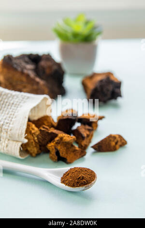 Vista laterale del selvaggio chaga fungo Inonotus obliquus polvere e pezzi per la preparazione del caffè e del tè su fondo azzurro. Sana pianta a base di erbe Foto Stock