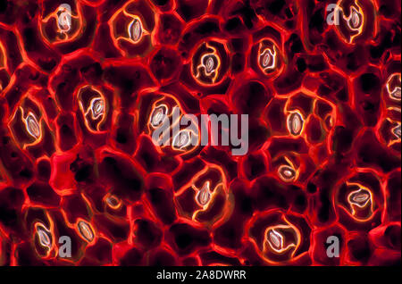 Immagine al microscopio di una foglia di begonia Foto Stock