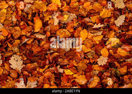 Tappeto di foglie di autunno sul terreno Foto Stock